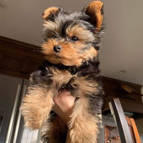 Yorkies Puppies, Yorkie Poo Puppies, Teacup Yorkie Puppy, Cute Small Dogs, Puppies For Adoption, Puppy Mom, Dog Mommy, Very Cute Puppies, Yorkie Puppies