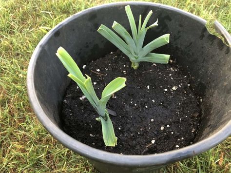 How to regrow Leeks from store-bought Leeks. Very easy to do. How To Grow Leeks, Grow Leeks, Growing Leeks, New Roots, How To Save Money, Leeks, Window Sill, How To Grow, In The Garden