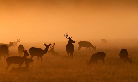 Deer Species, Sunset Rose, Richmond Park, Vulture Culture, Photo C, London Park, Landscape Photography Nature, Photoshop Photography, Landscape Artist