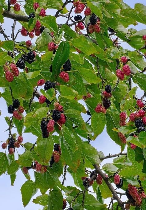 How to Plant and Grow a Mulberry Tree Mulberry Trees, Mulberry Fruit, Mulberry Bush, Dessert Aux Fruits, Fast Growing Trees, Mulberry Tree, Ornamental Trees, Fruit Plants, Deciduous Trees