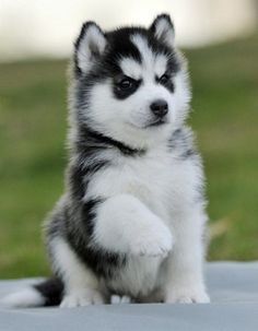 Caine Husky, Cute Husky Puppies, Cute Husky, Super Cute Puppies, Söt Katt, Baby Animals Pictures, Cute Little Puppies