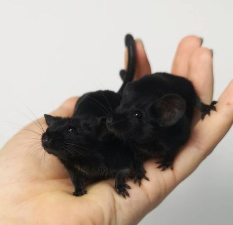 🤘🏼[Bat Time]🤘🏼 Rats Cute, Rattus Rattus, Fancy Mouse, Pet Mice, Cute Rats, Cute Hamsters, Pet Rats, Pretty Animals, Vivarium