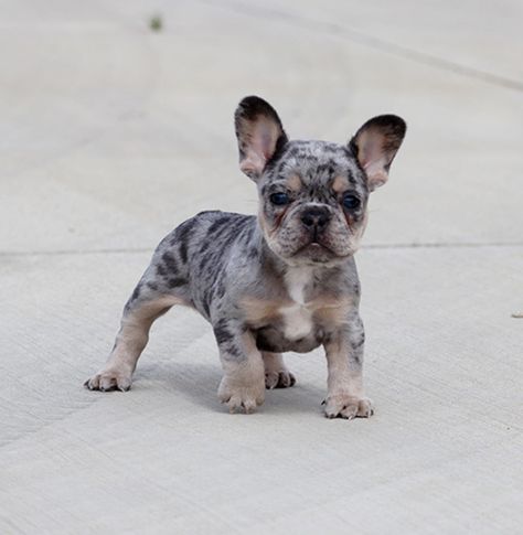 #frenchieforsale #frenchie4sale #frenchbulldogforsale #frenchbulldog #frenchiebulldog #frenchie Super cute male Merle/Lilac Tri French Bulldog puppy, Jojo, is waiting for you! He was born in 01/26/2020. He got vaccinated and dewormed up to date. He is registered with AKC. His father is Lilac/Merle Tri French Bulldog and her mother is Blue Tri with Merle carrier French Bulldog. Jojo has bright blue eyes, lilac/merle coat with vivid tan points. He has no trace of brindle. He h Blue French Bulldog Puppies, Baby French Bulldog, Merle French Bulldog, Puppy Boy, Fawn French Bulldog, French Dogs, Bulldog Puppies For Sale, Frenchie Bulldog, French Bulldog Dog