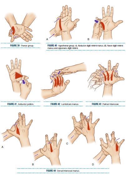 Hand Physiotherapy, Hand Therapy Exercises, Body Massage Techniques, Bolesti Chrbta, Trening Sztuk Walki, Hand Reflexology, Massage Therapy Techniques, Physical Therapy Exercises, Hand Exercises