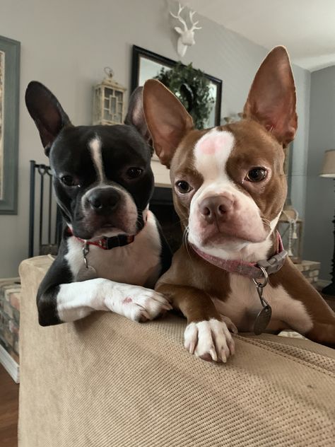 Best buds. Baby Boston Terriers, Family Dogs Breeds, Boston Terriers, Boston Terrier Funny, Best Dogs For Families, Terrier Breeds, Boston Terrier Puppy, Boston Terrier Love, Boston Terrier Dog