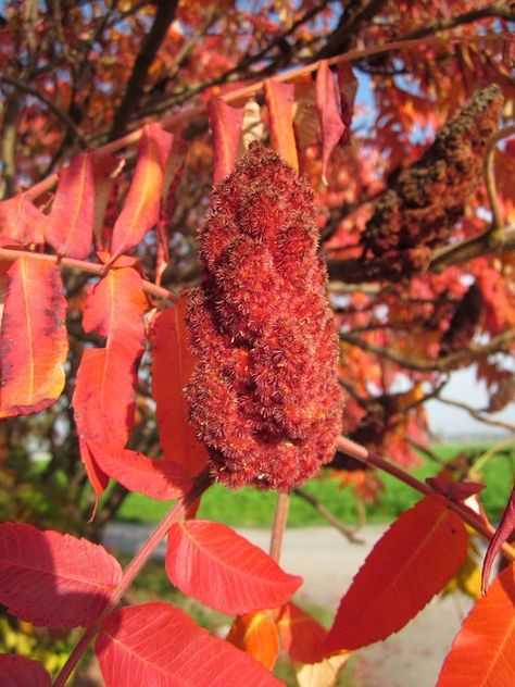 AMAZING BENEFITS OF SUMAC YOU OUGHT TO BE AWARE OF. CLICK TO FIND OUT NOW Sumac Tree, Staghorn Sumac, Pink Flowering Trees, Global Food, Protect Nature, Landscape Elements, Wild Edibles, Small White Flowers, Global Recipes