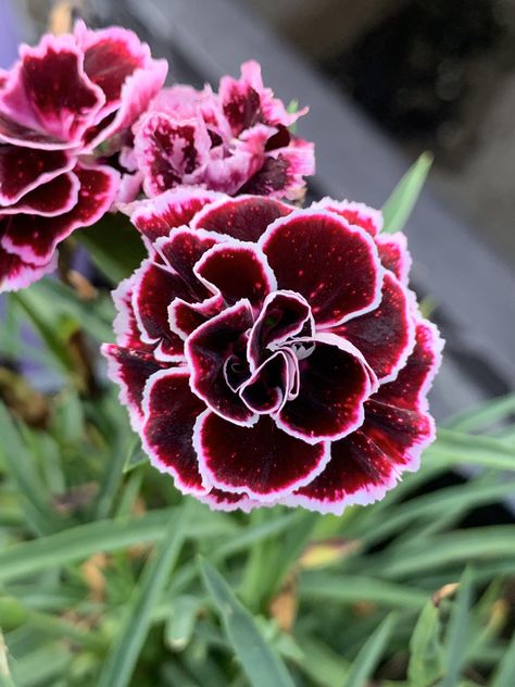 Odessa Pierrot Dianthus (Perennial) Dianthus Perennial, Dianthus Flowers, Dianthus Caryophyllus, Sweet William, Carnation Flower, Nothing But Flowers, Flower Therapy, Edible Flowers, Odessa