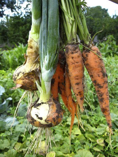 Carrot Companion Plants, Leek Plant, Plant Companions, Gemüseanbau In Kübeln, Companion Gardening, Growing Tomatoes In Containers, Companion Plants, Fall Vegetables, Growing Grapes