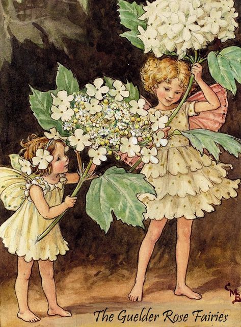 Guelder Rose, Cicely Mary Barker, Flower Fairies, Trees, Flowers