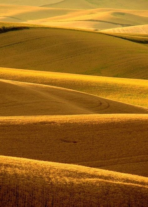 Watercolor Wallpaper Phone, Yellow Hills, The Palouse, Yellow Fields, Fields Of Gold, Scenery Pictures, Golden Rule, Green Landscape, Yellow Aesthetic