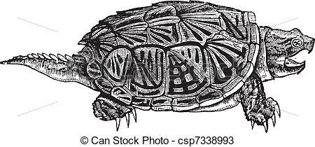 MINN of MISSISSIPPI-- - Snapping Turtle Image for sketching. Another link with info about snapping turtles:  http://dnr.state.il.us/education/turtle/habitat.htm Snapping Turtle Drawing, Snapping Turtle Tattoo, Scientific Drawing, Turtle Images, Turtle Drawing, Snapping Turtle, Marquesan Tattoos, Mens Shoulder Tattoo, Ocean Tattoos