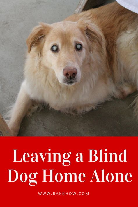 Blind Dogs Tips Ideas, Dog Seizures, Blind Girl, Blind Dog, Pet Businesses, Dog Home, Dog Tips, Dog Info, Dog Help