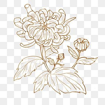 Chrysanthemum Art Nouveau, Chrysanthemum Illustration Simple, Chrysanthemum Line Art, Drawing Chrysanthemum, Chrysanthemum Flower Drawing, Chrysanthemum Illustration, Chrysanthemum Drawing, Chrysanthemum Art, Chrysanthemum Flower Tattoo