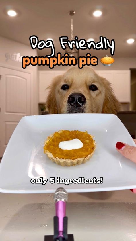 171K views · 332 shares | On today’s episode of mini mic #ASMR: Dog friendly pumpkin pies 🥧 🐾 It is now holiday pie season! This 5 ingredient recipe is so easy! It is even good for humans 🤭 I would have never thought a banana would be good in pumpkin, but I taste tested and it was so good 😍 Dog Friendly Pumpkin Pie Recipe -1 and 3/4 cup of oat flour -3/4 cup of unsweetened applesauce -1 cup pumpkin -1 banana optional spoonful Greek yogurt! Need- mini tart or mini pie molds Pulse oats in blender or food processor Mix oats and applesauce, put into mold. Bake crust for 10 mins at 350 degrees. Let cool. Mash banana and stir in cup of pumpkin. Add filling to pie crust, optional yogurt topping, and serve! #thanksgiving #pumpkinpie #pie #holiday #dogfriendly #dogsofinstagram #healthyt Doggie Pumpkin Pie, Dog Pumpkin Pie, Mic Asmr, Oat Flour Pie Crust, Holiday Pie, Pie Mold, Yogurt Toppings, Mini Pie, Pumpkin Pie Recipe