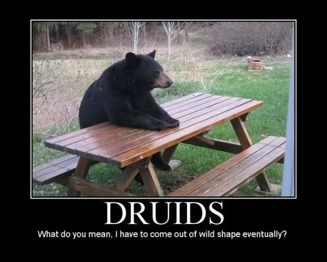 Dnd Druid, D D Funny, Wild Shape, Camping Photo, Dungeons And Dragons Memes, Dragon Memes, Dnd Funny, Funny Animal Memes, Dungeon Master