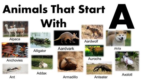 African Civet, African Clawed Frog, African Bullfrog, Australian Bulldog, Carnivorous Animals, African Forest Elephant, Alphabet Animals, African Bush Elephant, Basenji Dogs