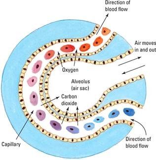 Respiratory System Diagram, Respiratory System Function, Thoracic Cavity, Human Respiratory System, Learn Biology, Biology Revision, The Respiratory System, Basic Anatomy And Physiology, Study Flashcards