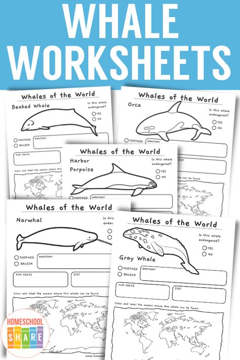 Whale Facts For Kids, Types Of Whales, Whale Facts, Homeschool Nature Study, Unit Studies Homeschool, Biology Worksheet, Oceans 11, Ocean Unit, Ocean Science