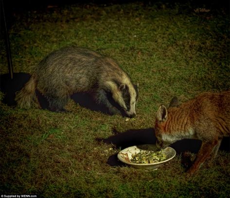 But badgers are not the only hungry beasts to come out at night. This fox clearly wants its fair share of the midnight snack. It sniffs out a bowl of food left out by London-based photographer Jeff Tebbutt, who has become fascinated by the number of animals beginning to visit his garden. The badger waits its turn, but already has its black and white nose over a scrap of food Fox And Badger, Baby Badger, Midnight Snack, London Garden, Pfp Ideas, Animal Totems, Badger, Night Time, Animals Wild