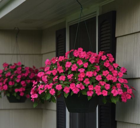 Impatiens Hanging Basket, Hanging Flower Baskets On Porch, Plants For Balcony, Hanging Basket Ideas, Impatiens Flowers, Periwinkle Flowers, Balcony Flowers, Patio Pots, Flower Baskets