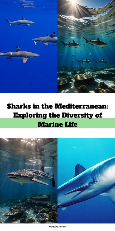 The warm, deep waters of the Mediterranean Sea serve as home to an array of around 47 different shark species. These creatures, ranging from the infamous g… Shark Habitat, Shark Species, Shark Conservation, Sustainable Fishing, Nurse Shark, Marine Ecosystem, Fishing Techniques, Interesting Animals, Apex Predator