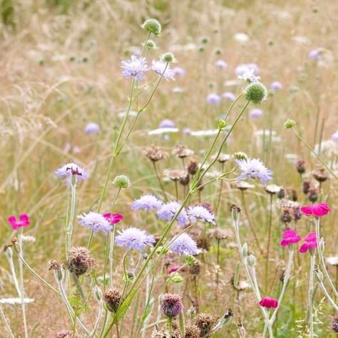 Uk Native Garden Plants, Uk Native Plants, Wild Flowers Uk, Uk Flowers, English Flowers, Micro Garden, Woodland Gardens, Prairie Planting, Garden Tattoos