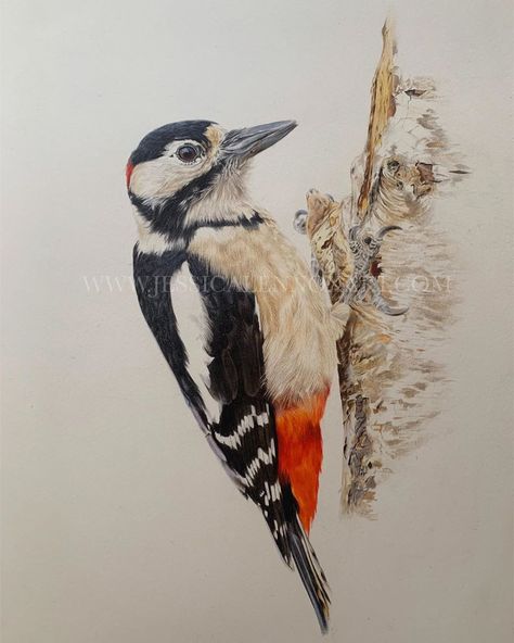 Woodpecker Drawing, Downey Woodpecker, Woodpecker Painting, Woodpecker Watercolor, Watercolors Ideas, Watercolor Studies, Woodpecker Art, Great Spotted Woodpecker, Spotted Woodpecker