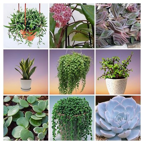 20 Common Types of Succulent Plants with Names and Pictures Plants With Names, Flaming Katy, Succulent Names, String Of Hearts Plant, Types Of Succulents Plants, Aloe Plants, Kalanchoe Blossfeldiana, String Of Pearls Plant, Snake Plants