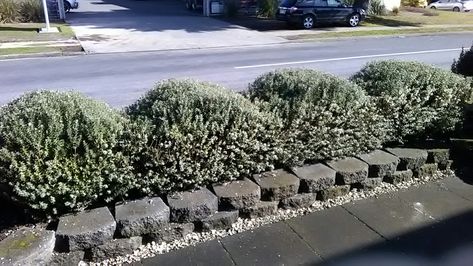 Decided to change an overgrown flat topped hedge at work into a slimmed down version with a wavy top. Plant is the Australian shrub Westringia 'Grey Box'. Great little hedge with white flowers late winter through summer. Hedging Plants Australia, Woolly Bush Hedge, Westringia Grey Box Hedge, Euyonomous Hedge, Hydrangea Paniculata Limelight, Late Winter, Hedges, White Flowers, Landscape Design