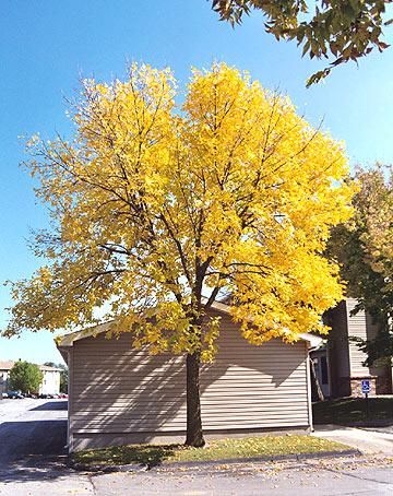 Best Trees & Shrubs for Fall Color | Midwest Living Arkansas Ozarks, Homestead Garden Layout, Yard Trees, Fast Growing Shade Trees, Fall Color Trees, Short Trees, Fall Landscaping, Landscape Rock, Fall Garden Vegetables