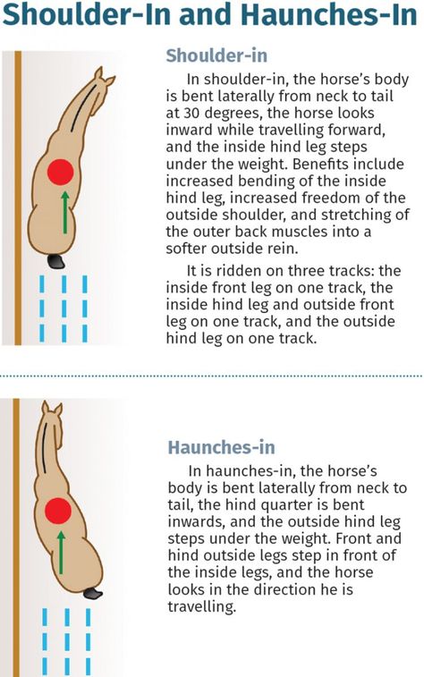 Dressage Exercises Training, Riding Ideas, Dressage Exercises, Horse Training Exercises, Canadian Horse, Horseback Riding Tips, Exercise Science, Horse Markings, Horseback Riding Lessons