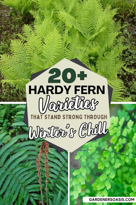 Hardy Fern Varieties (20+ Perennial Ferns That Will Survive The Winter) Fern Types, Fern Varieties, Types Of Fern Plants, Evergreen Ferns, Types Of Ferns, Perennial Ground Cover, Full Sun Perennials, Full Sun Plants, Sun Perennials