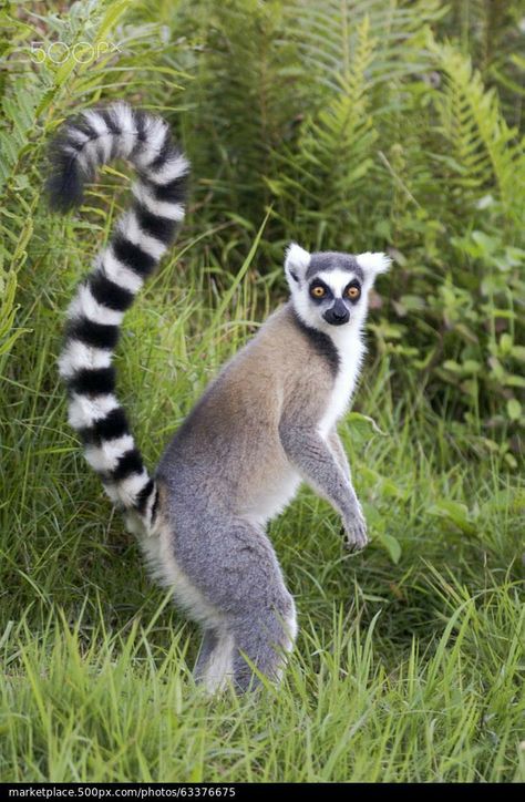 Madagascar Animals, Ring Tailed Lemur, Forest Ring, Wild Creatures, Wild Dogs, Domestic Cat, Wildlife Animals, Primates, Animals Of The World