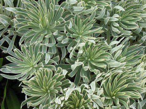 Euphorbia Tasmanian Tiger Euphorbia Tasmanian Tiger, Euphorbia Martinii, Phormium Yellow Wave, Euphorbia Characias, Diamond Frost Euphorbia, Phormium Maori Queen, Tasmanian Tiger, Season Colors, Colour Palette