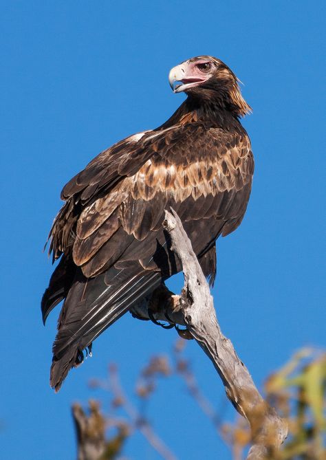 Wedge-tailed Eagle, Australia Wedge Tailed Eagle, Beautiful Birds, Bald Eagle, Eagles, Eye Candy, Wedges, Birds, Australia, Candy