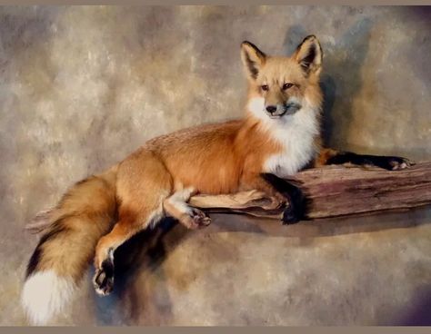 Red fox wall mount taxidermy Wyoming eBay $650.00 obo 9/11/2018 pinned Fox Taxidermy Mount, Taxidermy Art Weird, Coyote Mounts, Taxidermy Aesthetic, Bobcat Mounts, Funny Taxidermy, Fox Taxidermy, Crochet Taxidermy, Taxidermy Fox