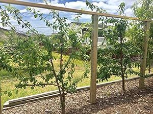 Espalar Post Mounted Heavy-Duty Espalier/Trellis Starter Kit for Climbing Plants,Vines and Greenwalls (Wire and Tools Included) Espalier Trellis, Small Fruit Trees, Plants Vines, Espalier Fruit Trees, Trellis System, Trellis Netting, Wire Trellis, Growing Vines, Timber Fencing