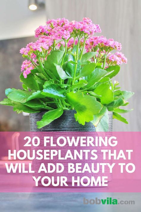 Flowering Indoor Plants Houseplants, Best Flowering House Plants, Flowering Plants Indoor, Easy To Grow Indoor Plants, House Plants With Flowers, Best Indoor Flowering Plants, House Flowers Indoor, Flowering House Plants Indoor, Indoor Potted Flowers