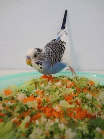 Best Foods to Feed Your Pet Budgie Budgie Food, Parakeet Care, Parakeet Food, Best Pet Birds, Budgie Cage, Budgie Toys, Parakeet Cage, Parakeet Bird, Budgies Bird