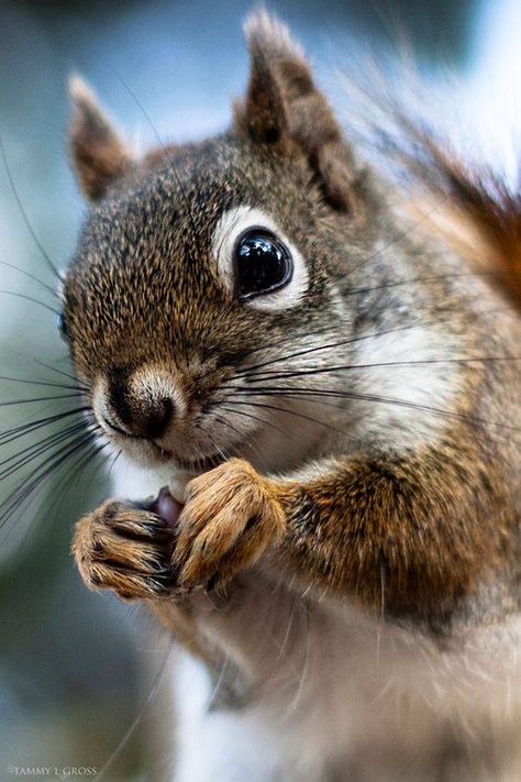 . Full Cheeks, Regard Animal, Squirrel Pictures, Cute Squirrel, A Squirrel, Baby Squirrel, Airbrush Art, Rodents, Sweet Animals