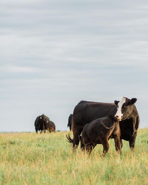 Simmental Cattle, Jersey Cattle, Ranch Photography, Flint Hills, Canon 5d Mark Iii, Italian Architecture, Canvas Photo, Ranch Life, Event Flyer