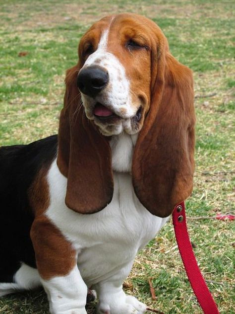 Razas de Perros con OREJAS LARGAS y Como Cuidarlos (con Imágenes) Hound Dog Breeds, Photo Iphone, Basset Hound Dog, Bassett Hound, Animal References, Basset Hounds, Best Dog Breeds, Fleece Blankets, Face Photo