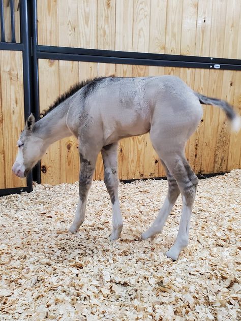 (2) Facebook Quarter Horse Foal, Grulla Horse, 3 Horses, Horse Anatomy, Horse Colors, Animal Reference, Quarter Horses, Oc Inspo, Horse Aesthetic