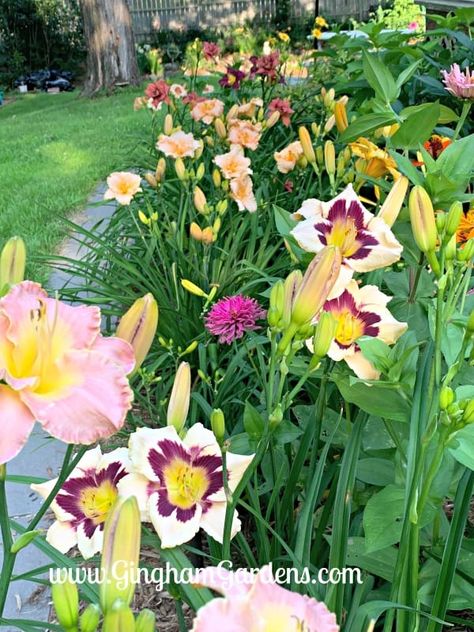 Daylilies are a must have in a Summertime Flower Garden. Enjoy a Home Garden Tour with lots of flower garden pictures and flower garden ideas, including plant combinations and color schemes. #cuttinggardens #daylilies Lilly Garden Layout, Flower Garden Photos, Daylily Garden Design Beds, Lily Garden Ideas Flower Beds, Daylillies Landscaping, Lilly Garden Ideas, Lilly Garden, Easy Garden Ideas Landscaping, Flower Garden Pictures