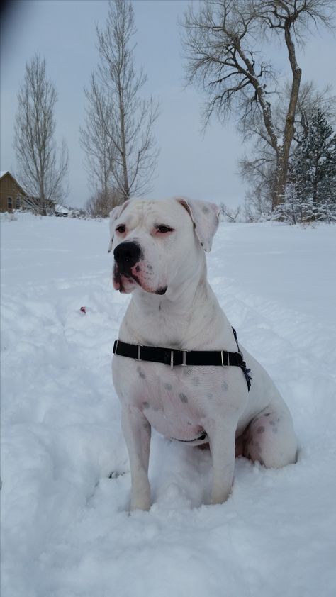 Peque in the snow 2 - American Bulldog White American Bulldogs, Rescuing Animals, Border Collie Puppy, American Bullies, Bully Dogs, American Bulldogs, American Bull, Collie Puppy, Collie Puppies