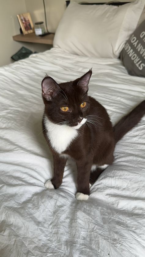 Brown and white tuxedo cat Tabby Tuxedo Cat, Brown Tuxedo Cat, Tuxedo Tabby Cat, Apartment Cat, Orange Cat And Tuxedo Cat, Brown Tuxedo, Cat Tuxedo, Black And Brown Cats Cuddling, Brown Tabby