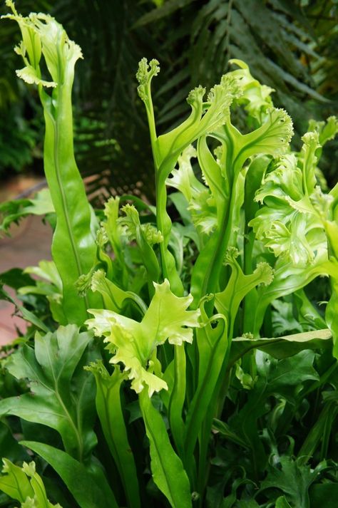 Dwarf Elkhorn Fern (Microsorum punctatum 'Grandiceps') - Garden.org Elk Horn Fern, Elkhorn Fern, Tropical Garden Plants, Elk Horn, 4 Images, Tropical Garden, Plant Care, Fern, Garden Plants