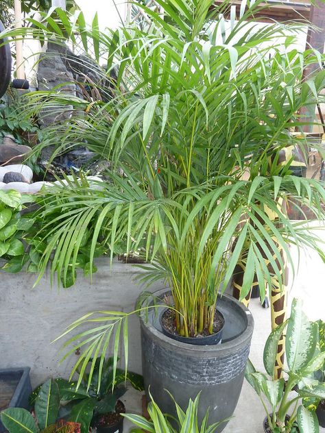 6 Best Phoenix Palm Trees to Plant - Lawnstarter Butterfly Palm, Dypsis Lutescens, Indoor Palm Trees, Palm Tree Fruit, Cat Safe Plants, Indoor Palms, Bamboo Palm, Areca Palm, Companion Planting