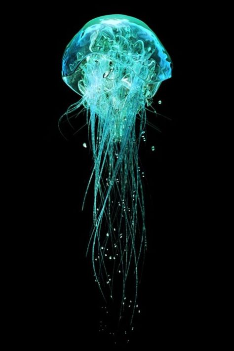 Jellyfish Black Background, Sea Icons, Tattoo Jellyfish, Look Wallpaper, Jellyfish Tattoo, Dark Water, Rainbow Eyes, Jellyfish Art, Deep Sea Creatures