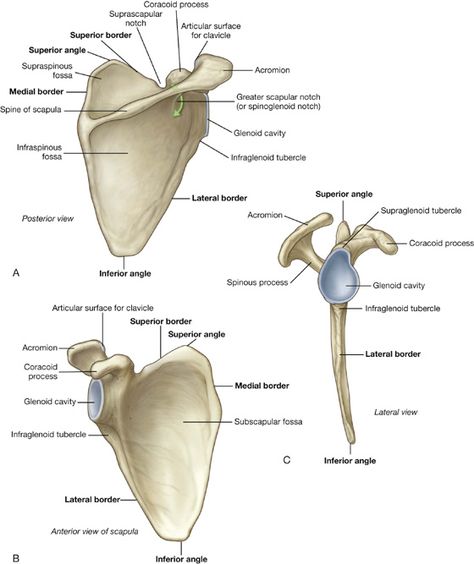 Physical Therapy Assistant Student, Skeletal System Anatomy, Human Skeletal System, Human Skeleton Anatomy, Anatomy Bones, Gross Anatomy, Nursing School Motivation, Basic Anatomy And Physiology, Nursing Student Tips